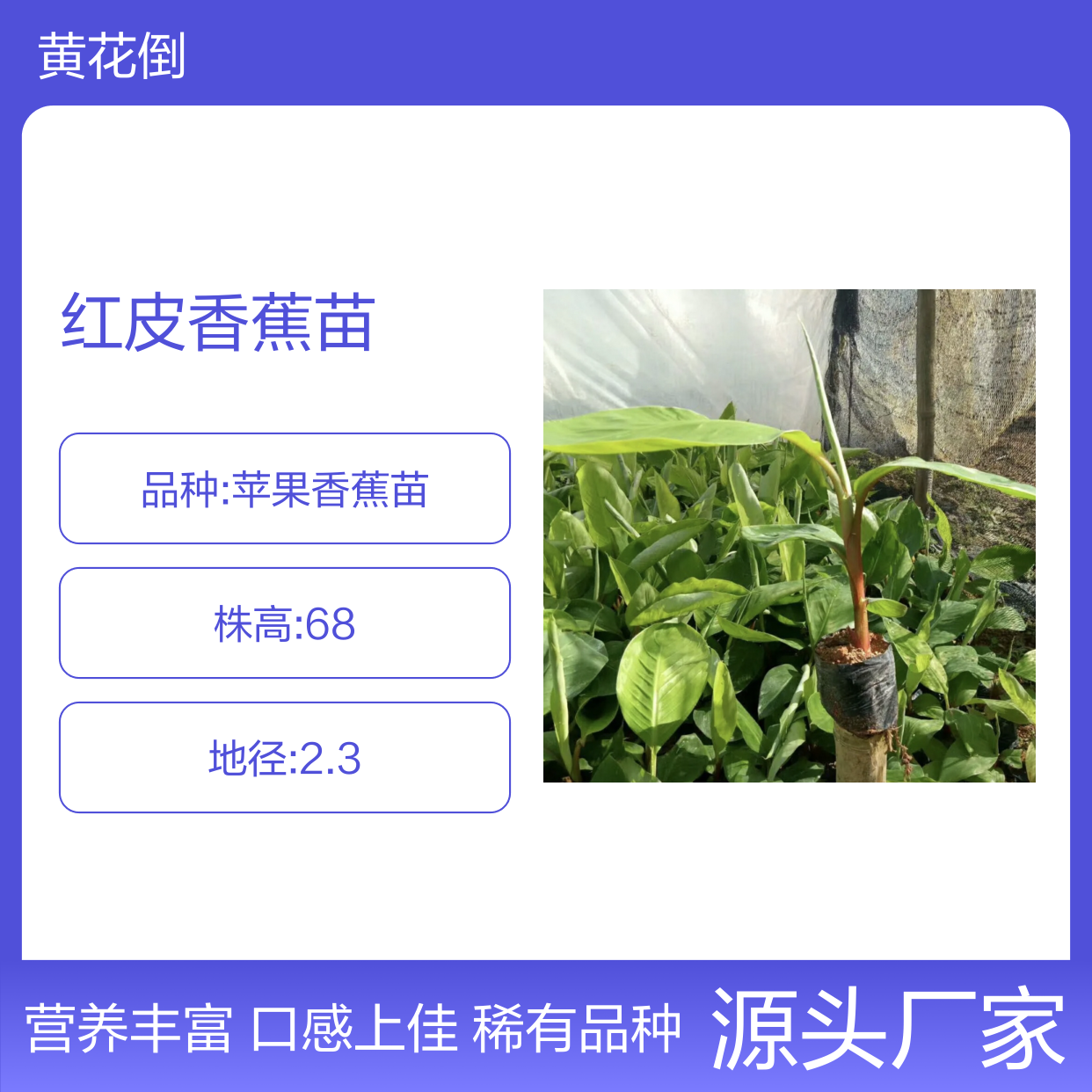 稀有红皮香蕉苗 肉质细腻味清香 耐储存强 营养丰富