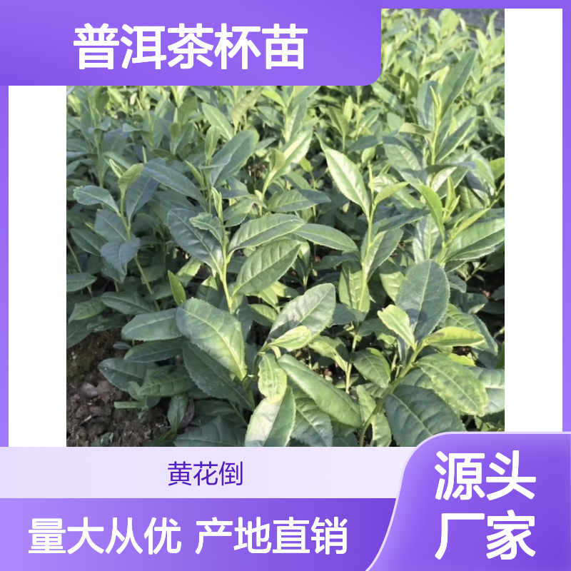 产地批发普洱茶杯苗 多年生根系发达成活高规格齐全