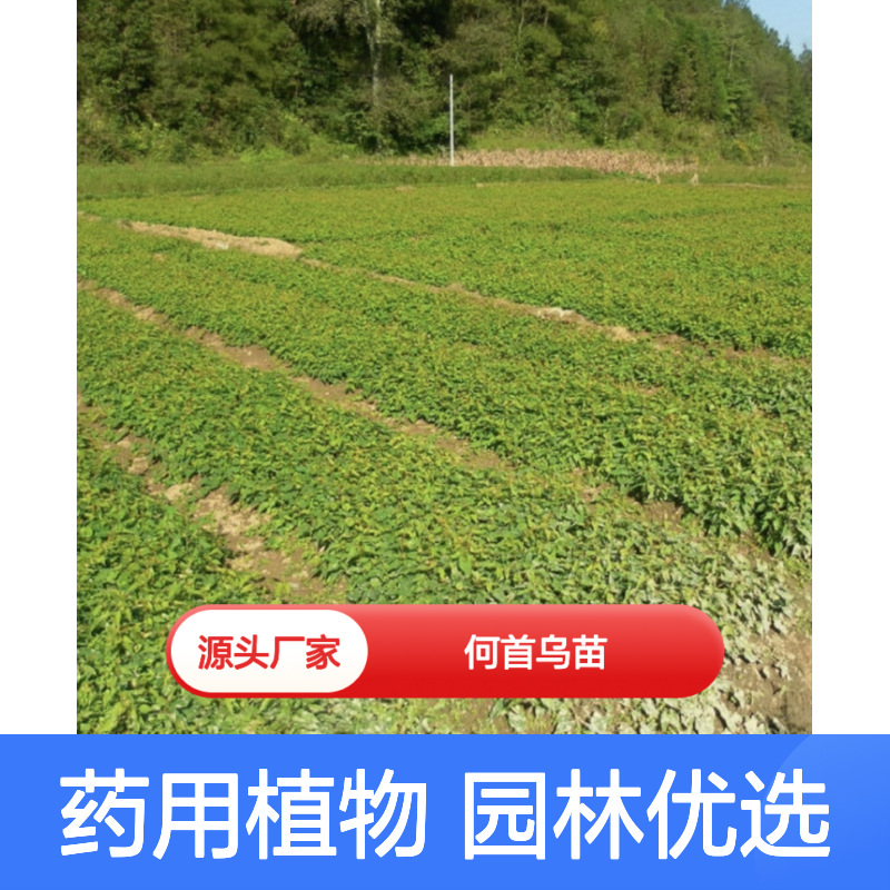 精选何首乌苗 园林种植 批量采购 品质优良 生长旺盛