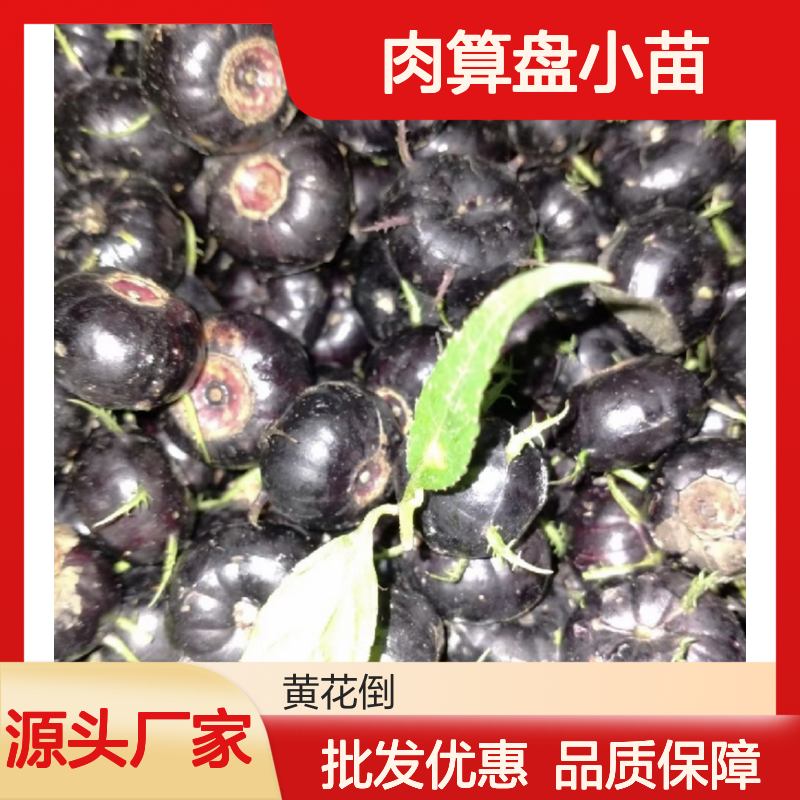 肉算盘小苗 基地直供 常绿灌木 品质优良 产量较高