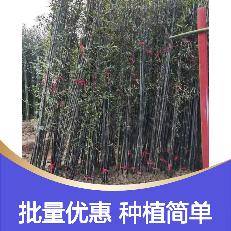 百亩种植区优质龟甲竹苗 批发供应 生长迅速 成活率高