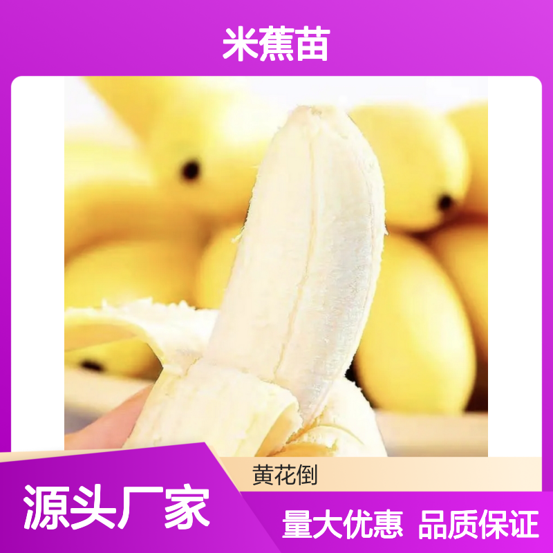 米蕉苗批发 优质园林植物 高产稳产 抗风耐寒 易于栽培