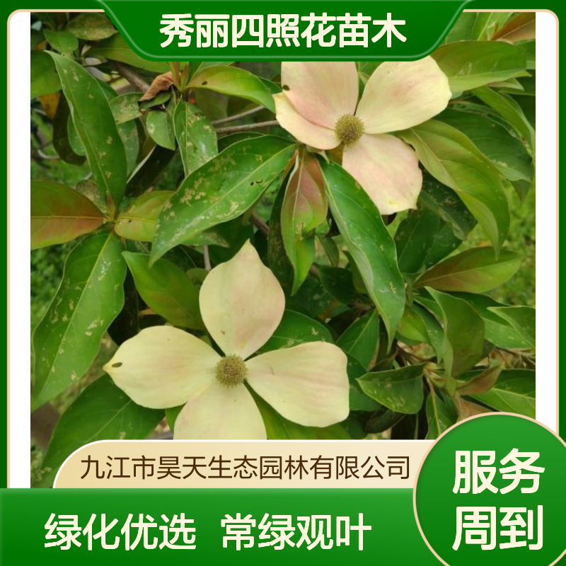 秀丽四照花苗木 冠幅20cm常绿观叶 长江流域适用 风景树绿化优选