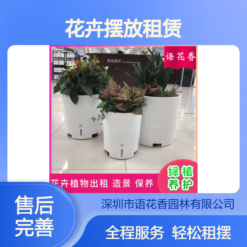 花卉摆放租赁 盆栽出租 室内绿植组合 办公写字楼布置方案