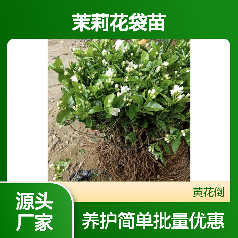 茉莉花袋苗 基地批发 浇水充足花更大 品质优良