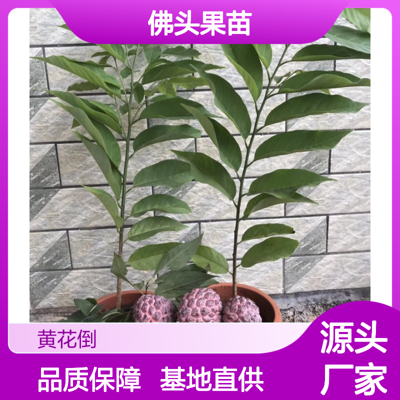 佛头果苗 番荔枝苗 批发基地直供 货源充足 品种优良