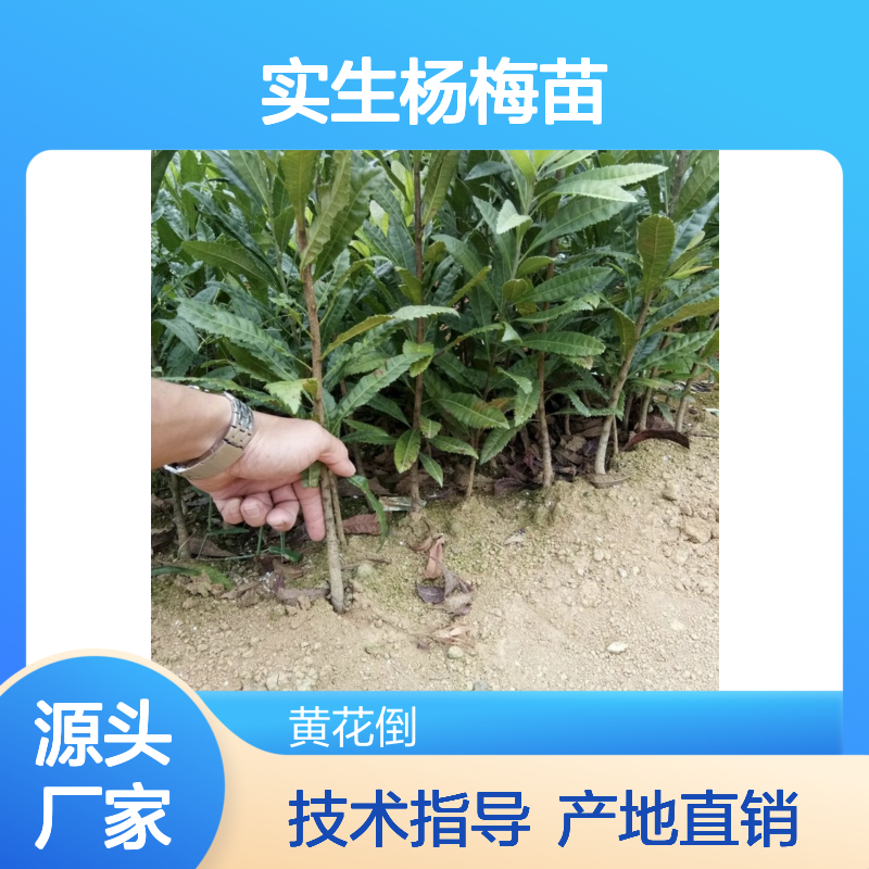 出售实生杨梅苗 苗木合作社自营免费技术指导