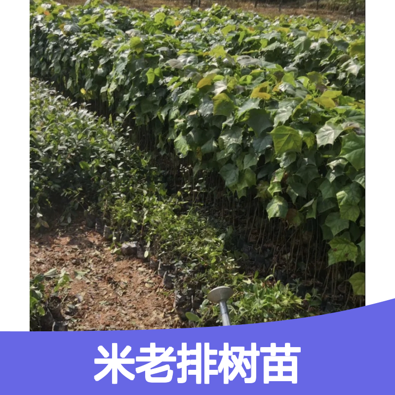 米老排树苗 速生常绿乔木 园林优选 耐腐耐湿 纹理交错