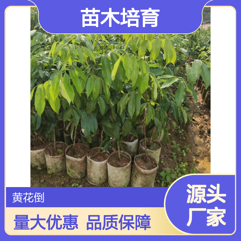 高压荔枝实生树苗 十几年培育经验 技术指导 品质优良