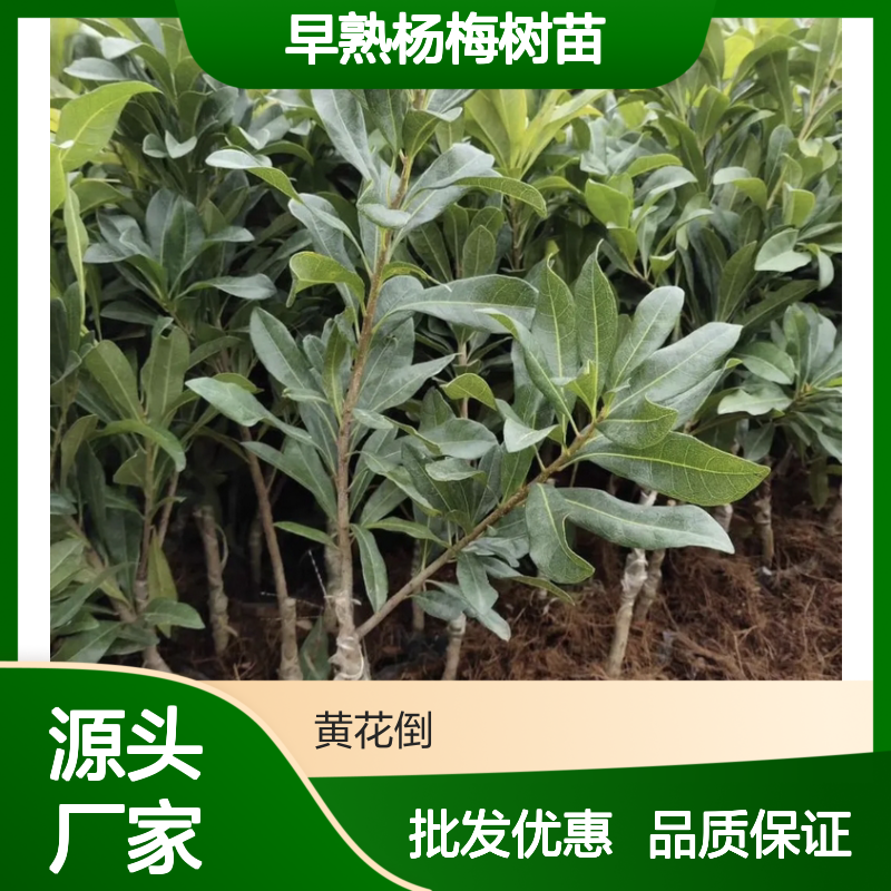早熟杨梅树苗 批发种植园优选 适应性强 果味鲜美