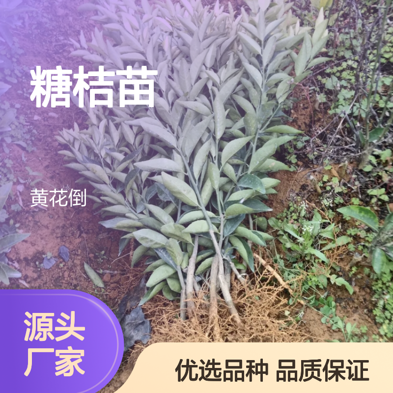 糖桔苗批发 美国糖橘品种 丰产性好果皮薄脆 浓甜无酸