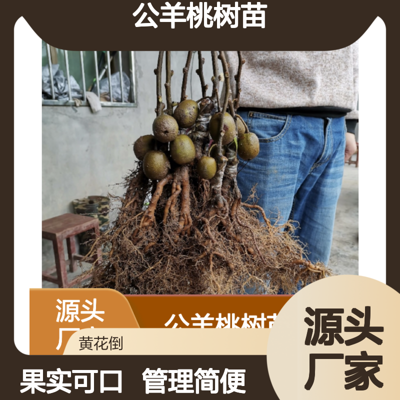 公羊桃树苗 基地批发 猕猴桃优选 果实可口 管理简便