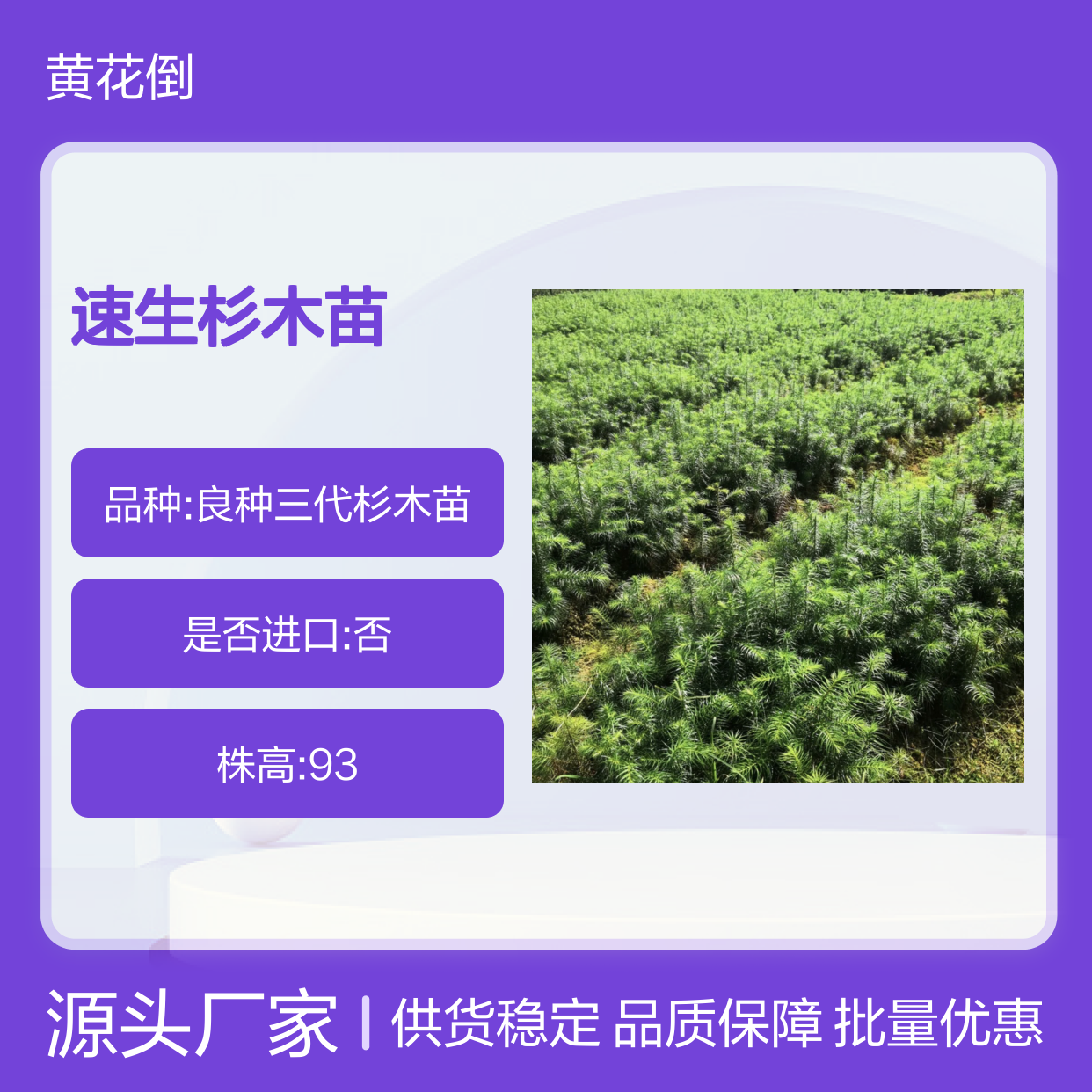 速生杉木苗 乔木树种 建筑良材 适应性强 经济价值高