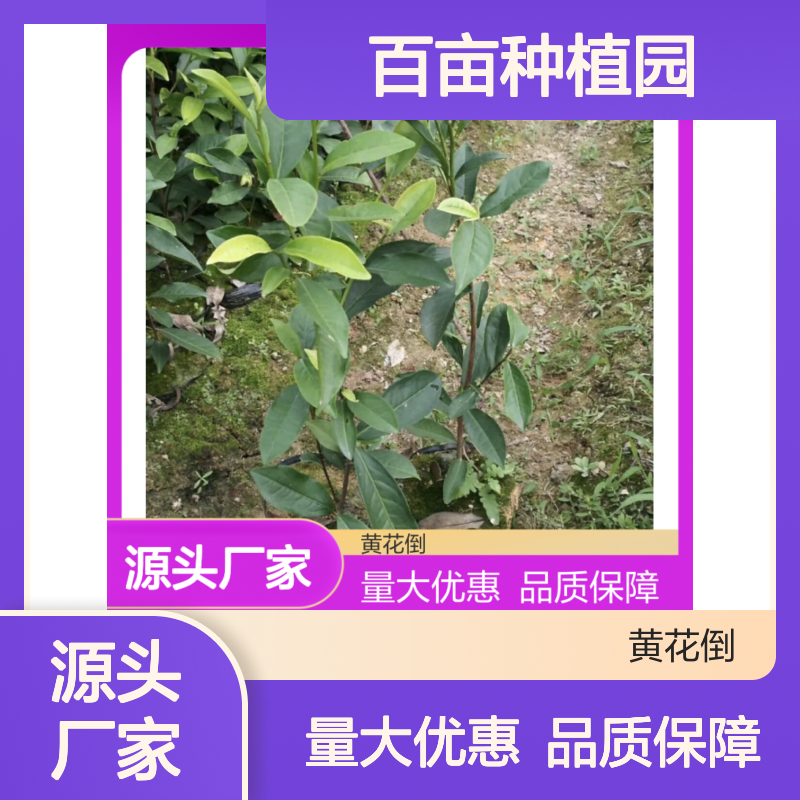 百亩种植园直供梅占茶苗 绿色健康 品质优良