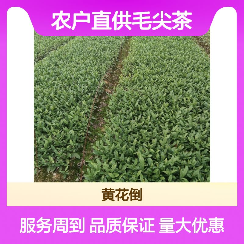 农户直供毛尖茶小杯苗 品质优良 专业培育 健康环保