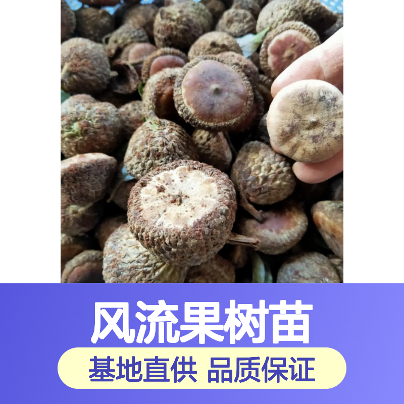 风流果种植园 批发风流果树苗 风流果树苗基地