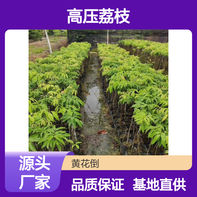 基地批发高压荔枝直生苗 多年生根系发达 成活高规格齐全
