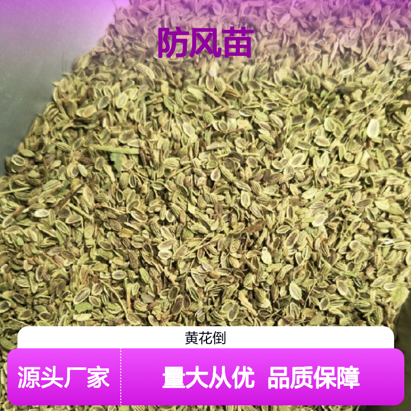 优质防风苗 耐寒耐旱草药植物 气味特异 生长迅速