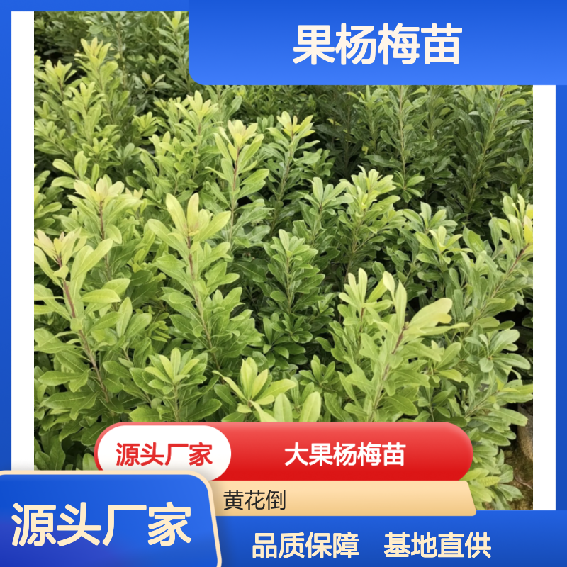 大果杨梅苗 批发基地直供 品质优良 甜酸适中 成活率高