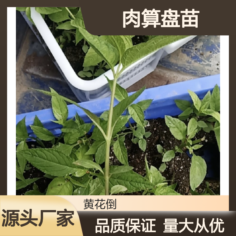 特色水果肉算盘苗 批发基地直供 市场潜力 饱满多汁