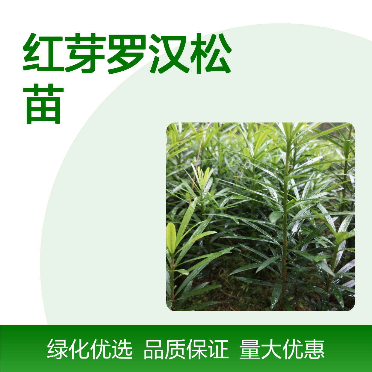 红芽罗汉松苗 百亩产区直供 庭院绿化优选 神韵清雅