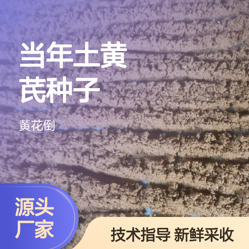 新采收当年土黄芪种子 苗木合作社自营免费技术指导
