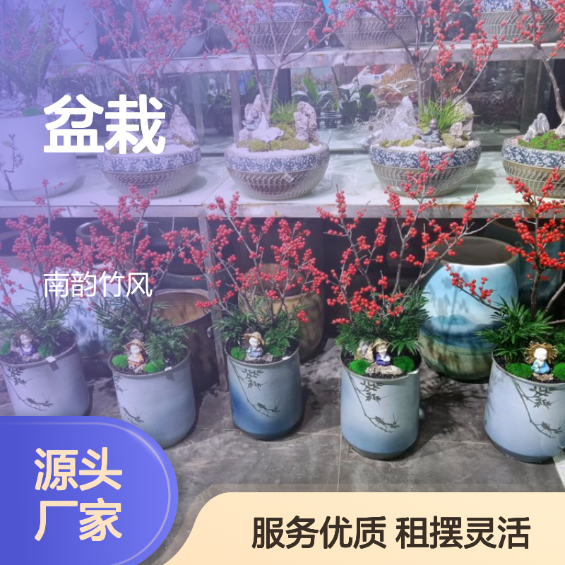 南韵竹风盆栽租赁服务,成活率高品种多样 货源充足