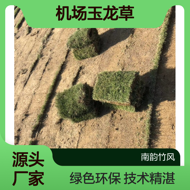 沿阶草 机场玉龙草专业施工服务 技术精湛 绿色环保