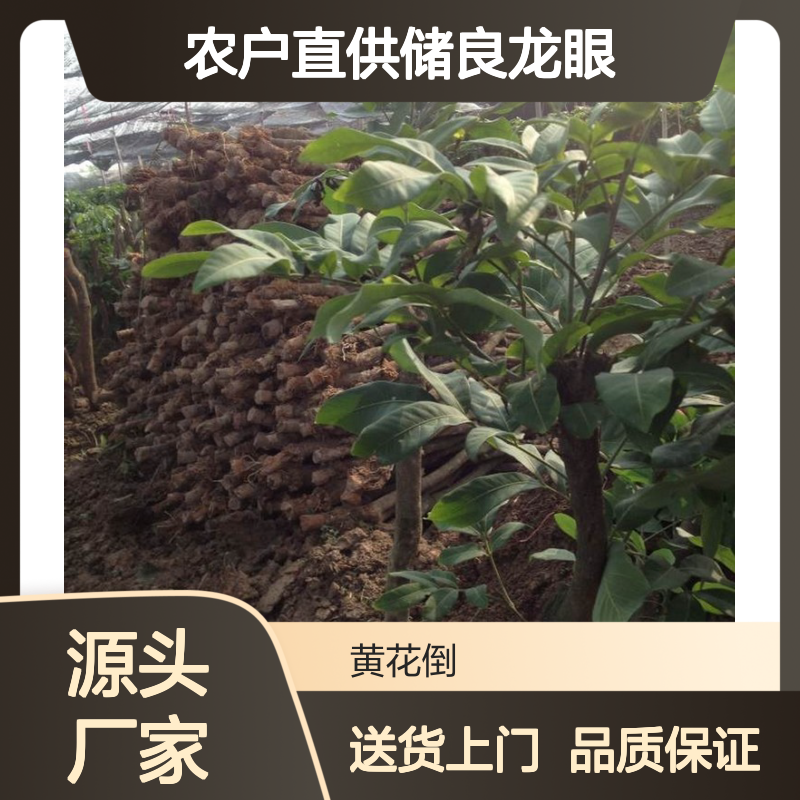 农户直供储良龙眼实生苗 送货上门包邮 欢迎来电洽谈经验分享