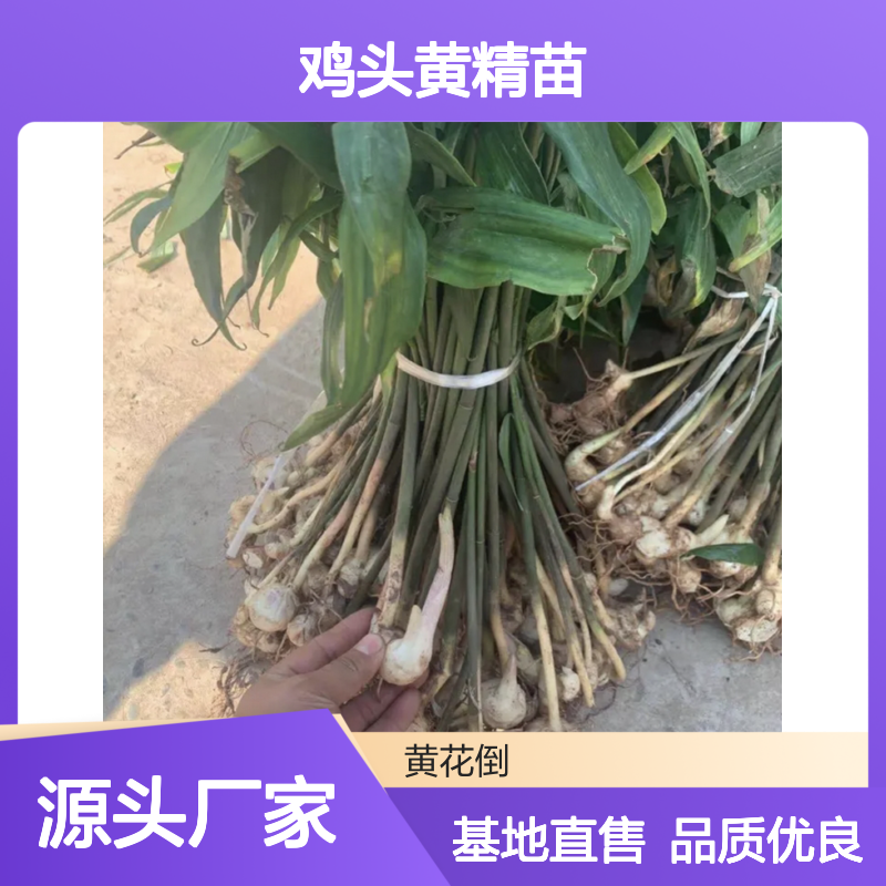 鸡头黄精苗 基地直供 批发种植 品质保证 管理简单