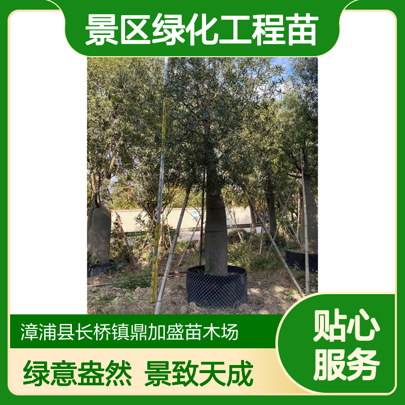漳 州产鼎加盛佛肚树 常绿龙枝型乔木 白色花期11月景区绿化工程苗