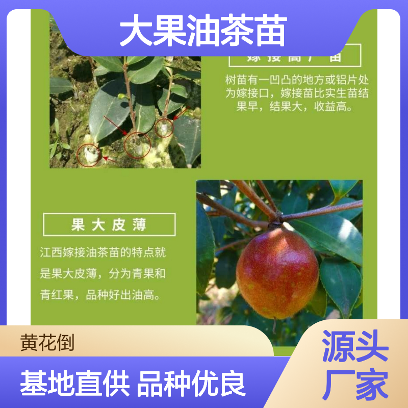 大果油茶苗 嫁接高产 基地直供 品种优良 应用广泛