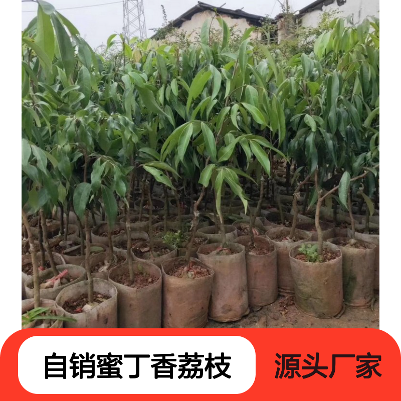 自产自销蜜丁香荔枝直生苗 基地直发包教种植管理技术 品质纯正可票