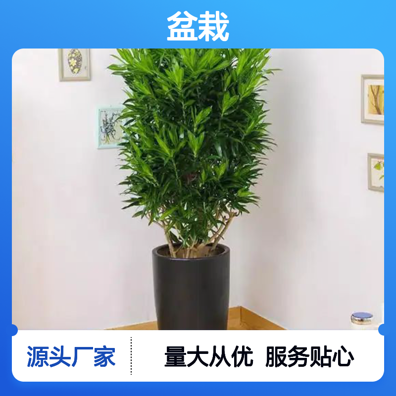 南韵竹风盆栽租赁 适用于多场景绿化 成活率高