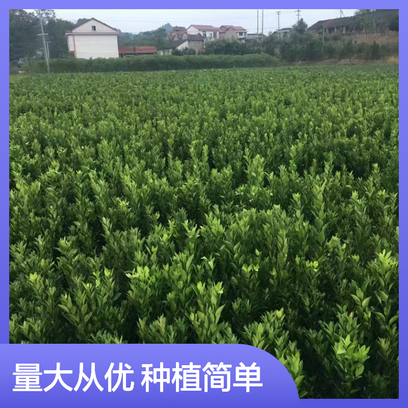 红肉柚子树苗 批发种植优选 成活率高 果实甜美