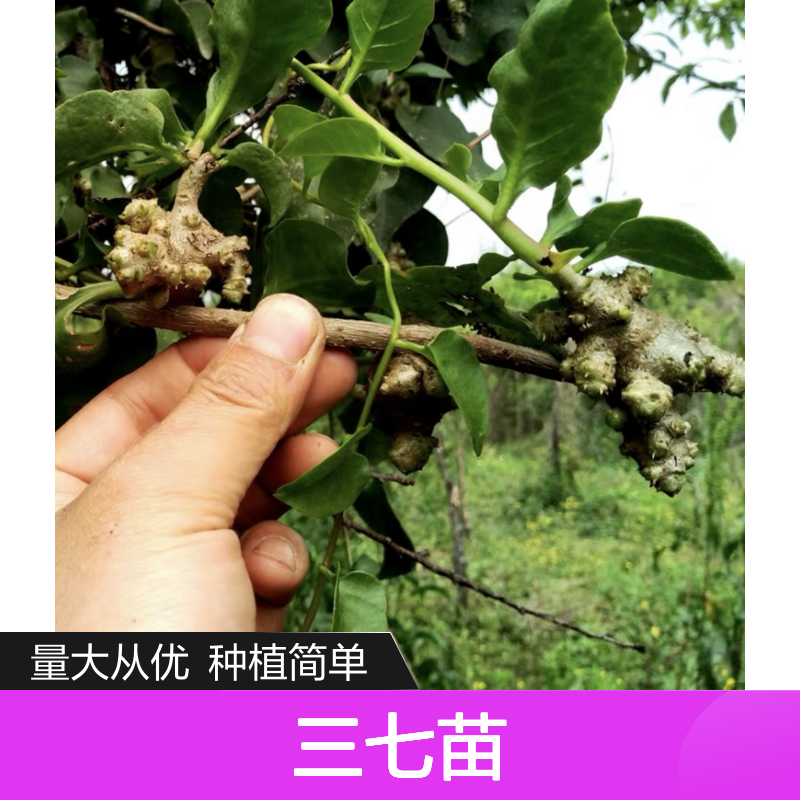 三七苗批发 基地直供 种植技术指导 品质优良 成活率高