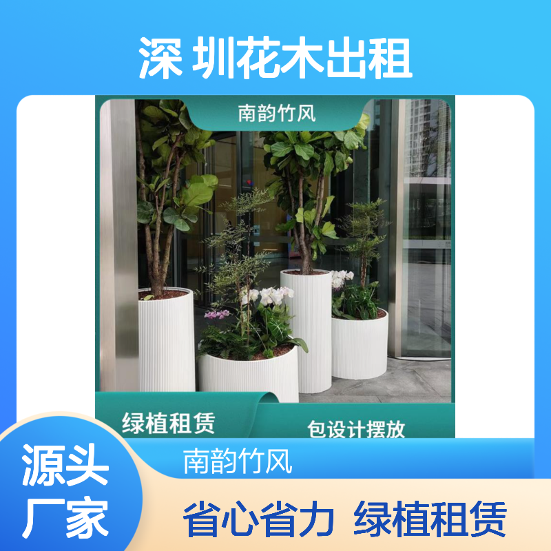 办公室植物盆栽 深 圳花木出租 每周定期上门养护 包活包更换