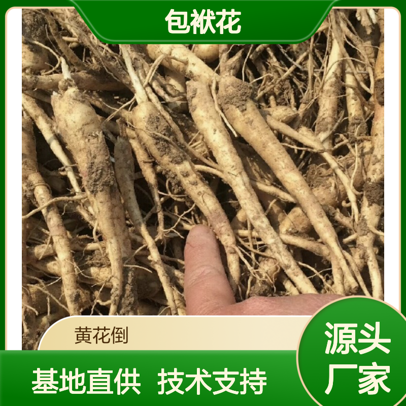 当年新采包袱花种子 桔梗种子自营基地直供 技术指导