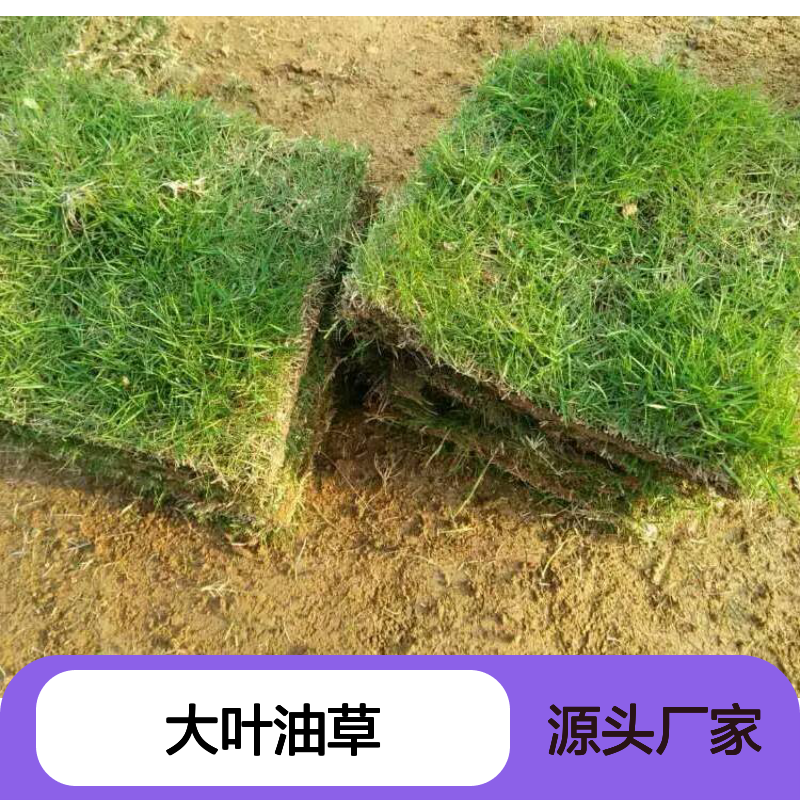 大叶油草 写字楼绿化优选 生长旺盛 易于移栽 整片种植