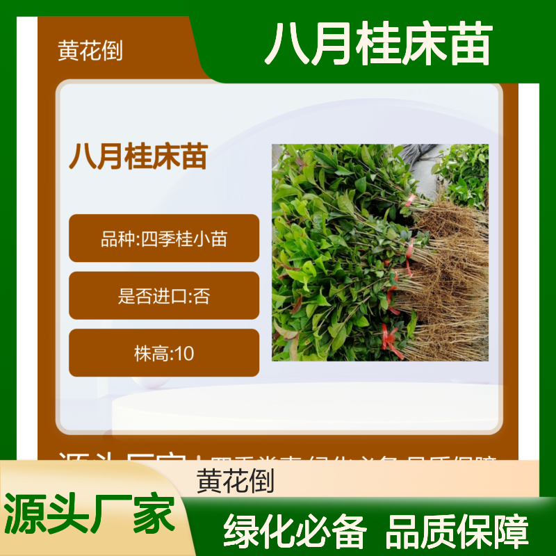 八月桂床苗 四季常青 绿化优选 抗污染强 香气淡雅