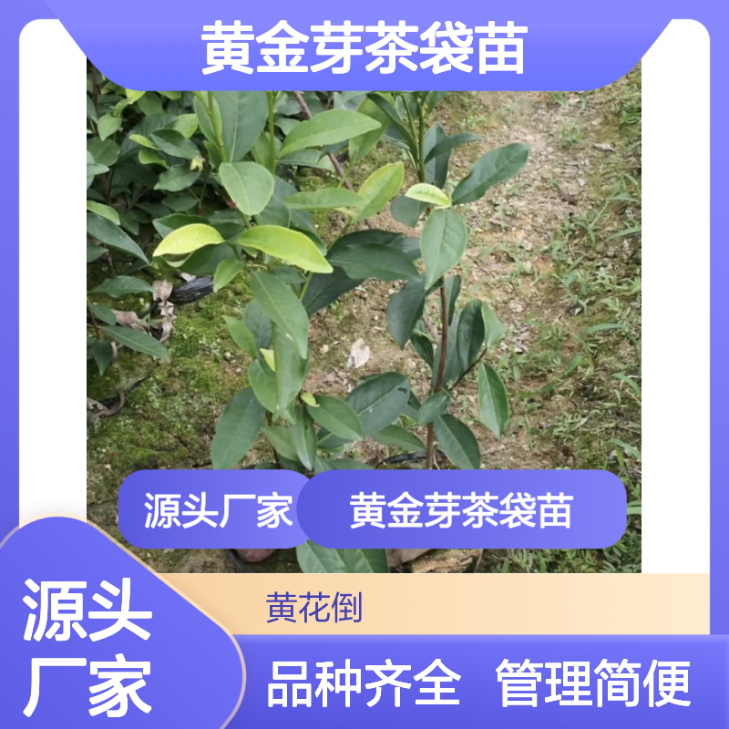 农户直供黄金芽茶袋苗 品种齐全质量保证根系发达种植好管理