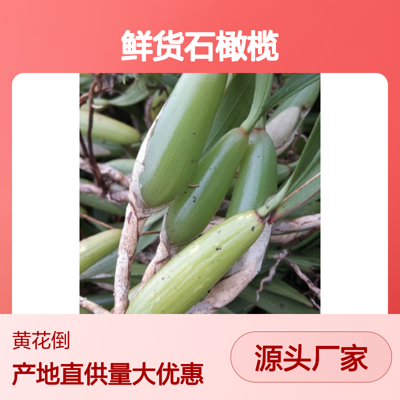 鲜货石橄榄 百亩园直供 天然生长 品质优良 药食同源