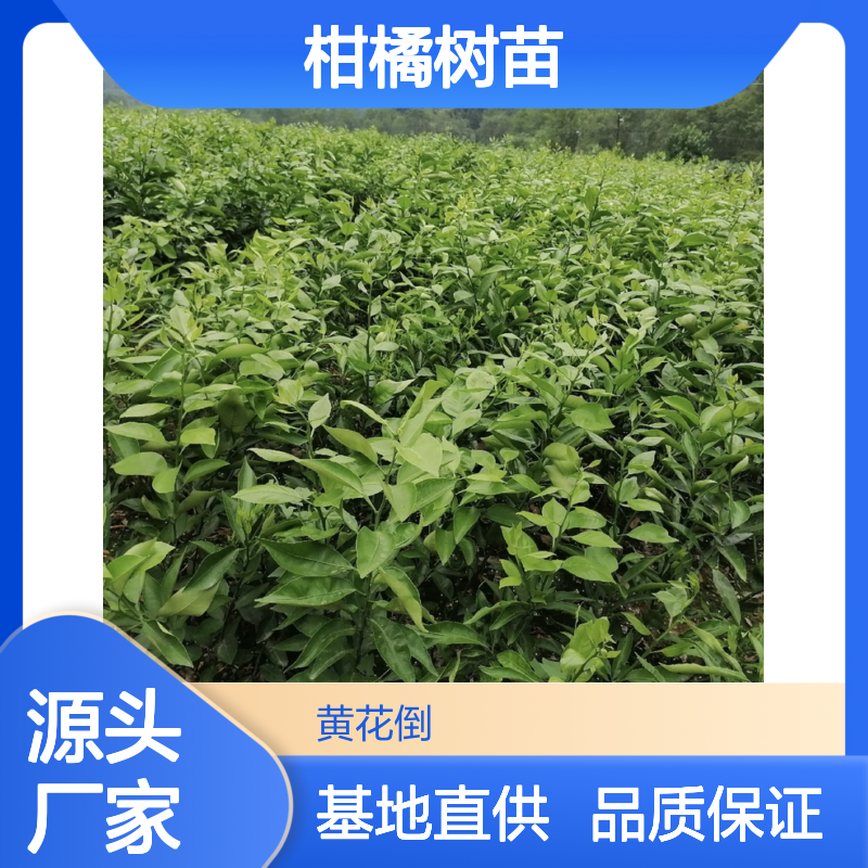 爱媛38号柑橘树苗 批发种植优选 易于管理 高产稳产