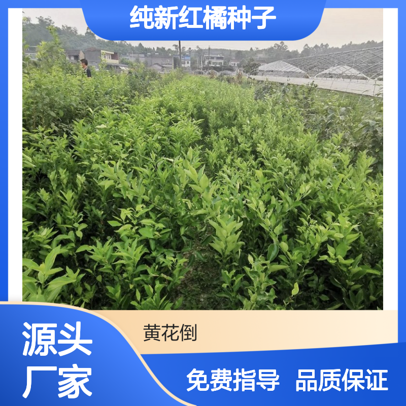 当年纯新红橘种子 苗木合作社自营免费技术指导