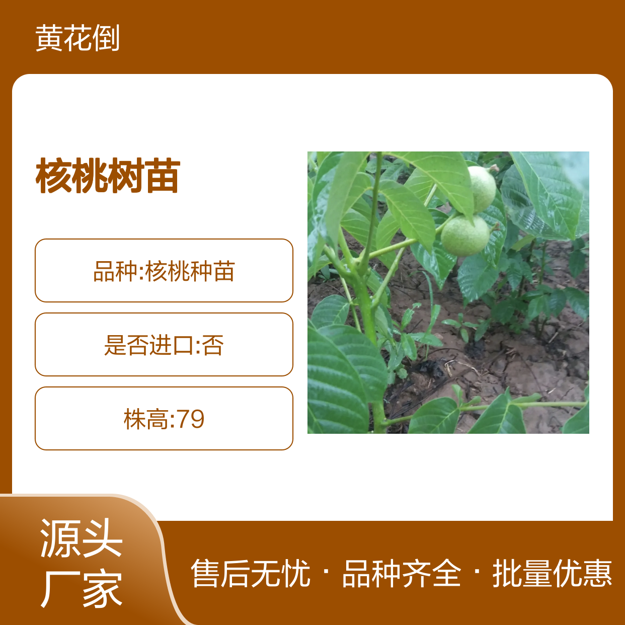 胡桃科核桃树苗 适用于多地区种植 品质优良 产量丰富