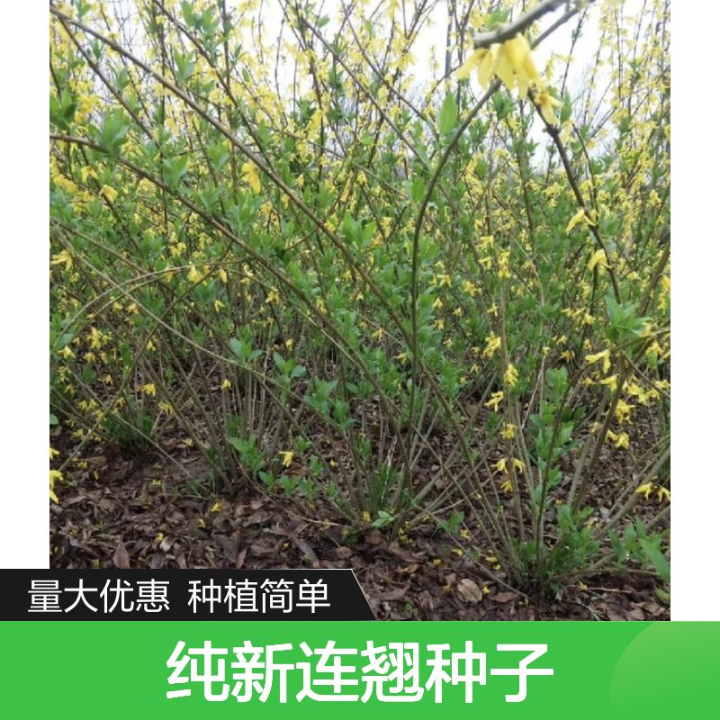 纯新连翘种子 春季播种优选 高发芽率 生长迅速