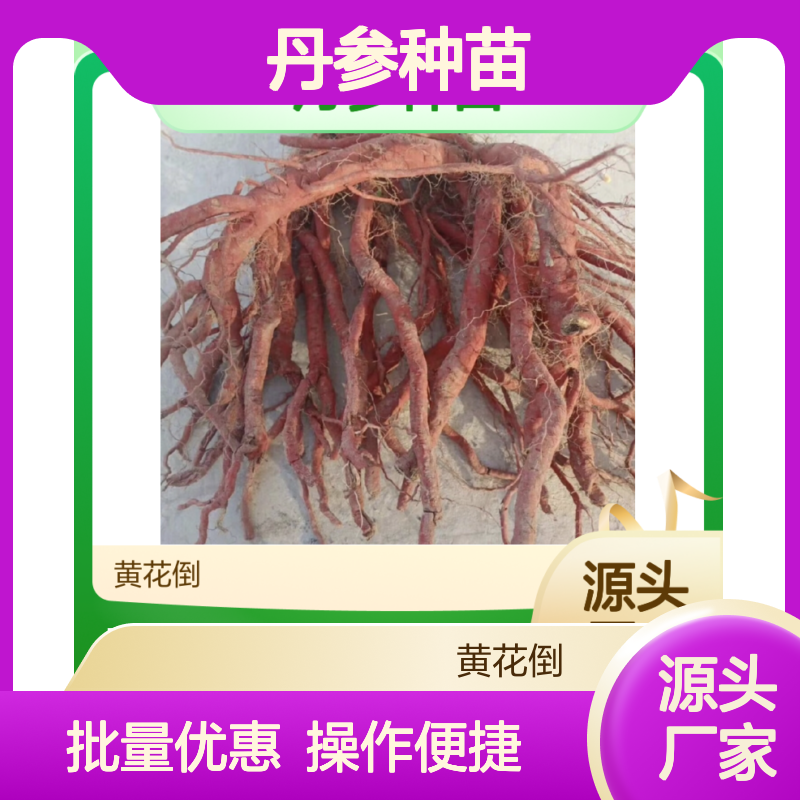 专业种植丹参种苗 实力雄厚 规模宏大 药用研发