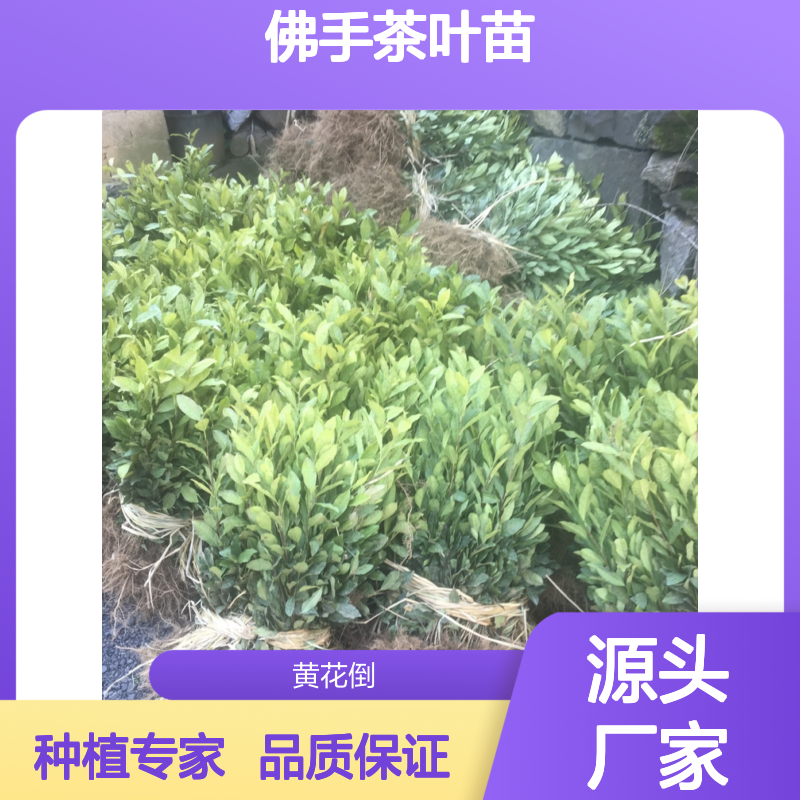 佛手茶叶苗 批发种植园直供 生长旺盛 易于养护