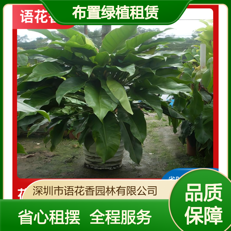布置绿植租赁 室内盆栽组合 幸福树等植物免费设计养护