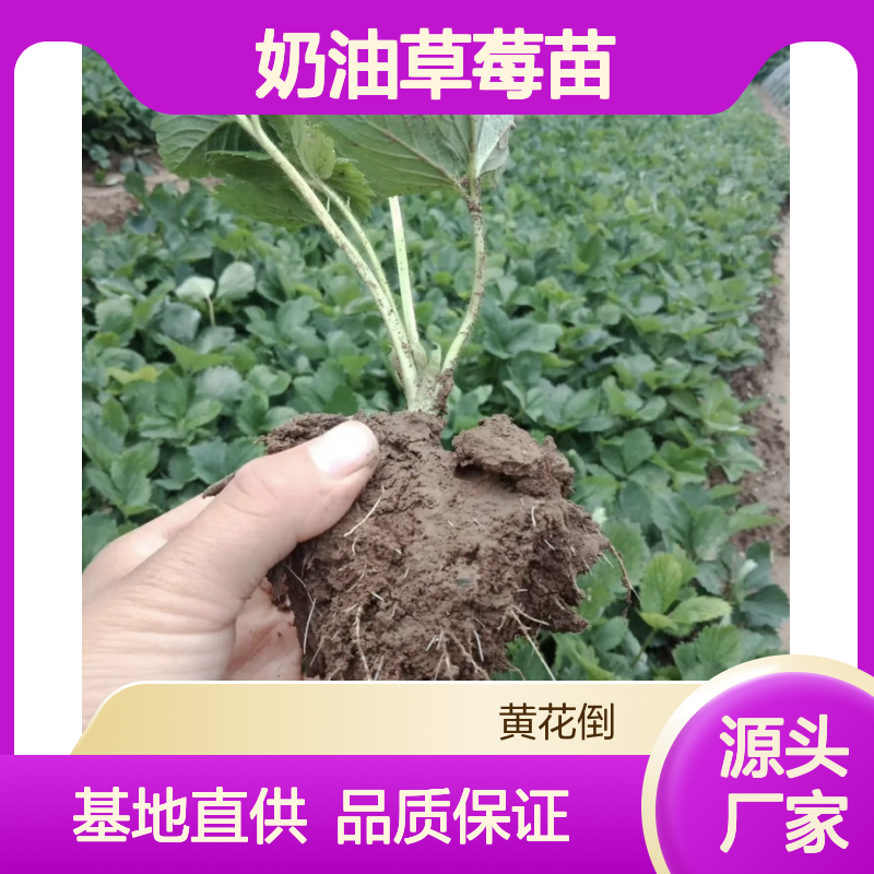 奶油草莓苗 批发种植园优选 分株繁殖 果实硕大